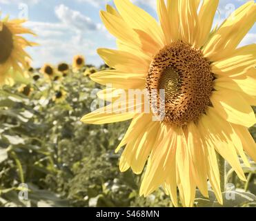 Dans un champ de tournesols Banque D'Images