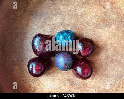 Quatre cerises et deux prunes. Vue aérienne, gros plan. Dans un bol en bois. Les cerises sont rouge Bourgogne, les prunes un bleu violacé. Banque D'Images