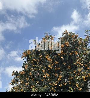 Les kumquats sont des agrumes qui ressemblent à de très petites oranges et peuvent être de tige entière. Banque D'Images