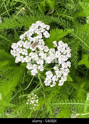 Fleurs d'yarrow communes avec punaise. Banque D'Images