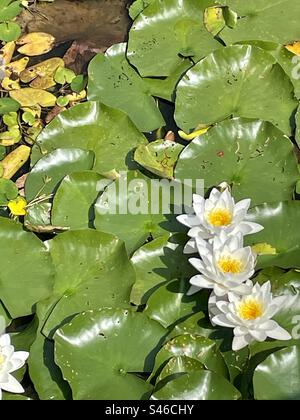 Nymphaea alba, le nénuphar blanc, le nénuphar blanc du lac de Seewog à Ramstein Miesenbach en Allemagne Banque D'Images