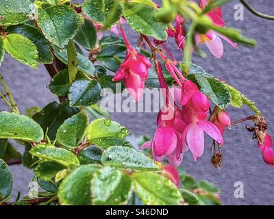 Gros plan de fleurs rose vif de fuchsia begonia/ bégonia fuchsioides également connu sous le nom de bégonia arbustif avec des gouttelettes de pluie sur les fleurs et les feuilles contre le mur. Banque D'Images