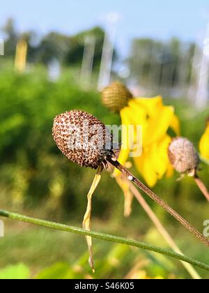 Tête de disque de coneflower des Prairies après avoir perdu des pétales Banque D'Images