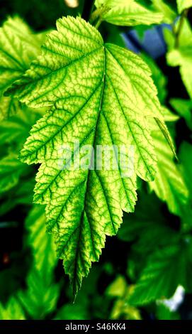 Feuille d'écorce de naine, arbuste, plante à fleurs, domestique, ornementale Banque D'Images