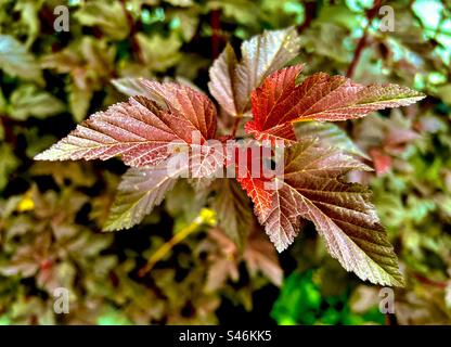 Feuille d'écorce de naine, arbuste, plante à fleurs, domestique, ornementale Banque D'Images
