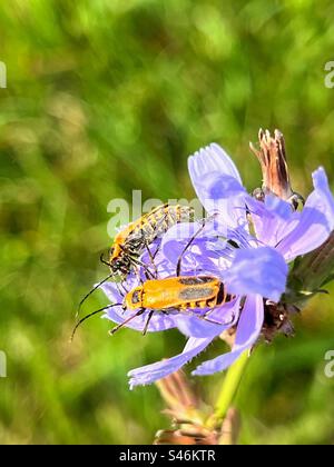 Two goldenrod soldier beetles fight over food Stock Photo