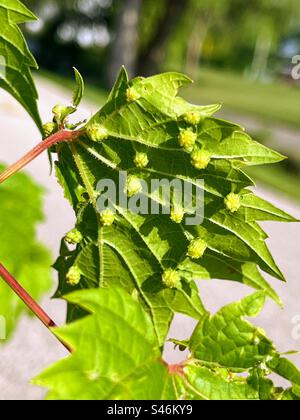 Phylloxera de raisin galle sur le dessous de la feuille Banque D'Images