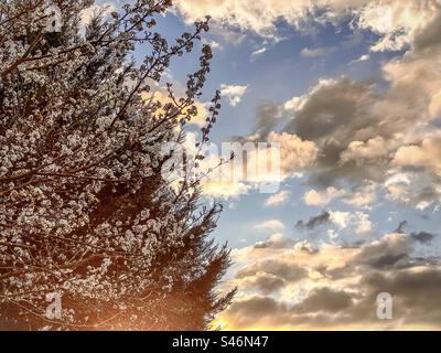 Arbre florissant sur le ciel de lever du soleil. Poirier Bradford. Pleine floraison. Fleurs de poire blanche. Ciel spectaculaire. Thème du printemps. Banque D'Images