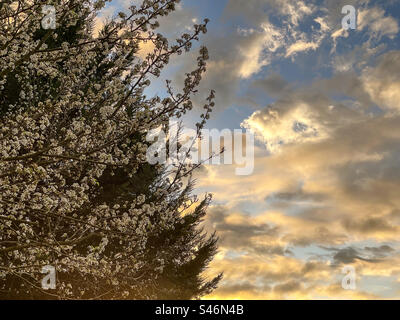 Arbre de poirier florissant sur le ciel de lever du soleil au printemps. Pleine floraison. Fleur blanche. Ciel spectaculaire. Idyllique. Vue panoramique. Banque D'Images