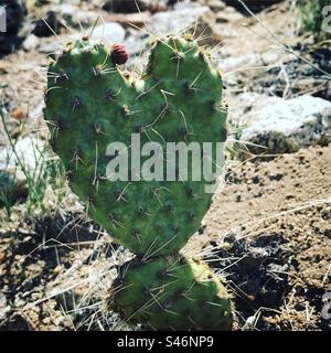 Beavertail Cactus poussant dans une forme de coeur parfaite Banque D'Images