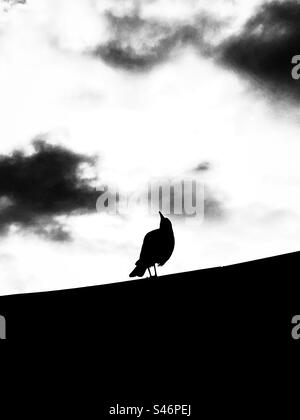 Photo monochrome de silhouette de magpie perchée sur le toit contre ciel nuageux avec espace copie. Banque D'Images