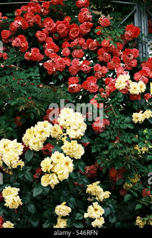 Roses rouges et jaunes Banque D'Images