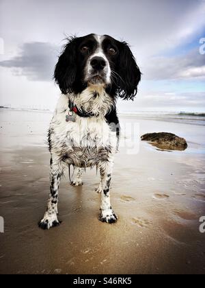 Cocker Spaniel au bord de la mer, North Yorkshire, Angleterre, Royaume-Uni Banque D'Images