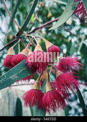 Gros plan des fleurs rouges de l'eucalyptus leucoxylon, un arbre indigène australien qui fleurit en hiver. Banque D'Images