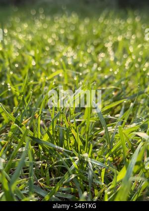 Rosée sur l'herbe à la lumière du matin Banque D'Images