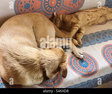 Chat et chien endormis sur un canapé Banque D'Images