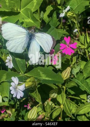 Le grand papillon blanc parmi les adeptes Banque D'Images