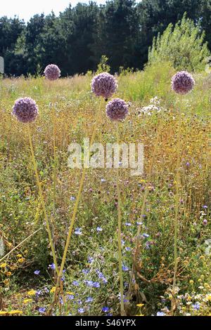 Fleurs d'ail à la ferme d'ail, île de Wight, Angleterre Banque D'Images