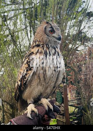 Un hibou aigle eurasien perché sur une main gantée Banque D'Images