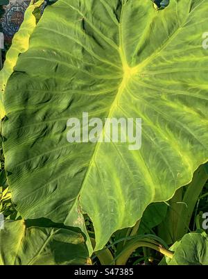 Taro, une espèce de Colocasia Banque D'Images
