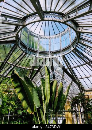 Construction de serre en métal et vitres, feuilles de palmier dans le jardin botanique Hortus Botanicus à Amsterdam, pays-Bas Banque D'Images