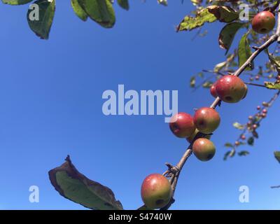Petite pomme rouge sur une branche d'un arbre au soleil contre ciel bleu Banque D'Images