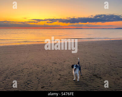 Chien sur la plage avec coucher de soleil en arrière-plan Banque D'Images