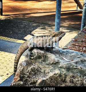 Lézard dragon d'eau australien est assis sur un rocher Banque D'Images