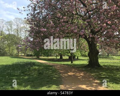 Cherry Blossom à Acton Park, Londres Banque D'Images