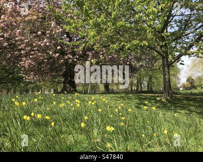 Fleurs printanières à Acton Park, Londres Banque D'Images