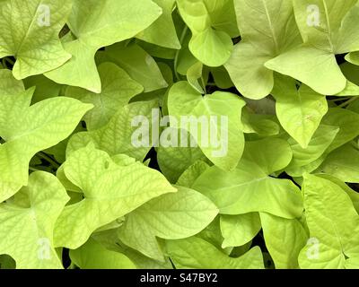 Sweet Potato vine Banque D'Images