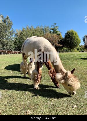 Mignon alpaga mange de l'herbe dans une ferme par une journée d'été ensoleillée Banque D'Images