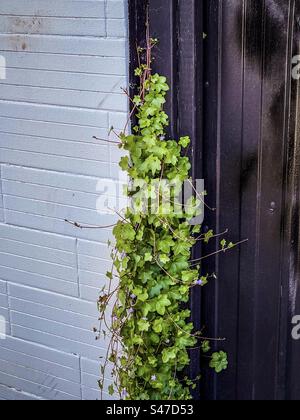 Gros plan de cymbalaria muralis, communément appelé Kenilworth Livy/Oxford Livy/pennywort, avec de petites fleurs violettes poussant sur une porte en bois noir à côté d'un mur blanc. Banque D'Images