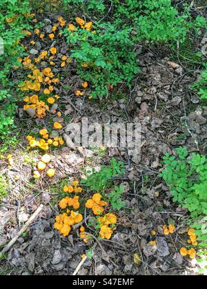 Beaucoup de chanterelles jaune orangé cantharellus cibarius poussant dans le sol forestier Banque D'Images