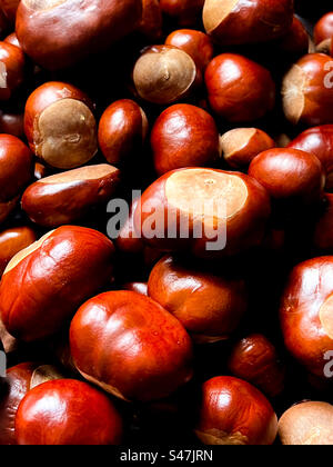 Conkers (Cheval Chestnut / Aesculus hippocastanum) Banque D'Images