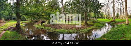 Poneys pâturant à côté d'un ruisseau coulant à travers une forêt de chênes dans le Hampshire Royaume-Uni Banque D'Images