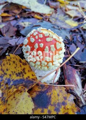 Petite amanita muscaria mouche agaric champignons toxiques champignon poussant parmi les feuilles tombées Banque D'Images