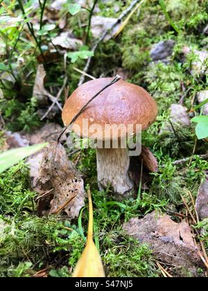 Un seul petit Boletus edulis, cep, penny bun, porcino porcini champignon poussant parmi la mousse et les feuilles tombées Banque D'Images