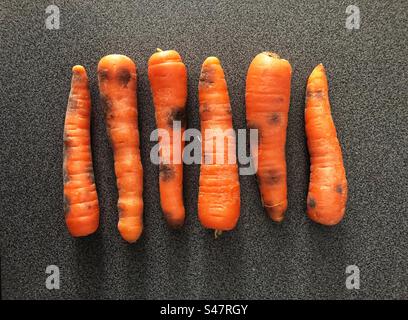 Les carottes commencent à devenir noires de pourriture Banque D'Images