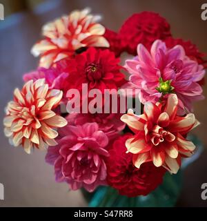 Gros plan de fleurs de jardin fraîchement coupées Banque D'Images