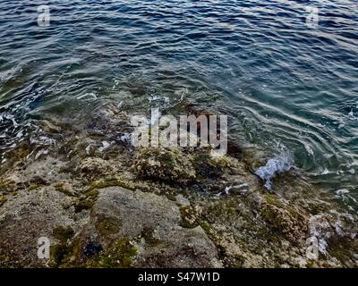 Saint Raphaël agay plage de débarquement de la Seconde Guerre mondiale WW2 Mer Méditerranée vacances voyage vacances roche solide algues marines vagues d'eau sud de la France Banque D'Images