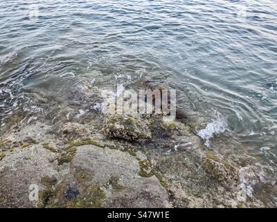 Saint Raphael agay landing beach from the Second World War WW2 Mediterranean Sea holiday travel vacation solid rock seaweed sea weed water waves south of France Stock Photo