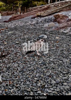 Saint Raphaël agay plage de débarquement de la Seconde Guerre mondiale île bateau à voile bateaux mer Méditerranée vacances voyage vacances mouette oiseau de mouette sud de la France Banque D'Images