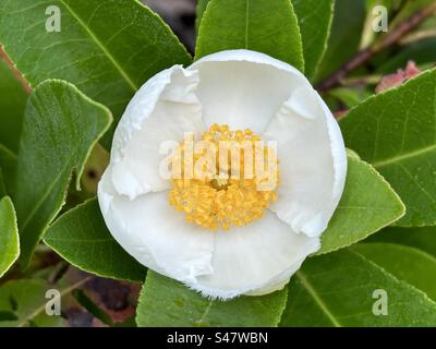 Fleur de Franklinia Alatamaha ou Franklin, originaire du sud-est des États-Unis. Banque D'Images