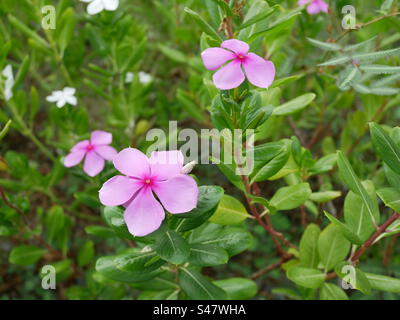 The flowers are beautiful and there are many different varieties with different looks and colors. Stock Photo