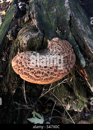 Grand champignon brun poussant sur un tronc d'arbre Banque D'Images