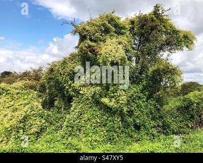 Arbre couvert de la joie du voyageur ou de la barbe du vieil homme plante à : St. Catherine's Hill, Winchester, Hampshire Royaume-Uni Banque D'Images