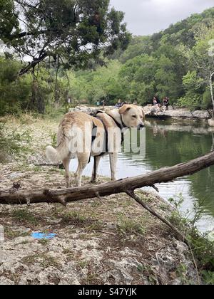 Quel chien surplombant Barton Springs de Barton Creek Greenbelt à Austin, Texas Banque D'Images