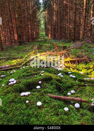 Forêt de pins en automne près de Winchester Hampshire Royaume-Uni Banque D'Images
