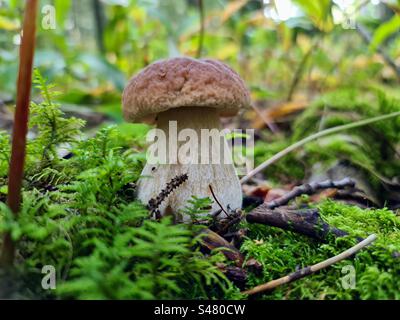 Petit Boletus edulis, cep, penny bun, porcino, porcini champignon champignons champignon poussant dans le sol forestier parmi la mousse et les branches tombées Banque D'Images